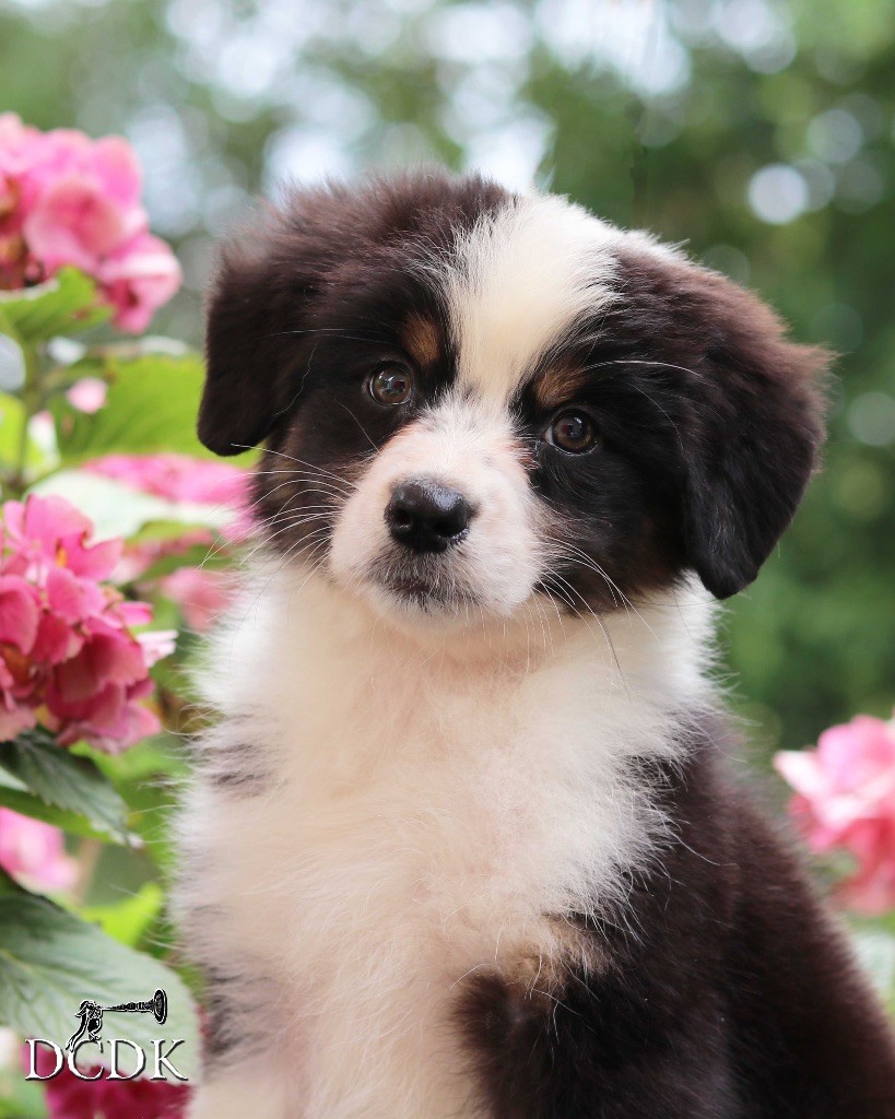 du chemin des korrigans - Chiots disponibles - Berger Australien