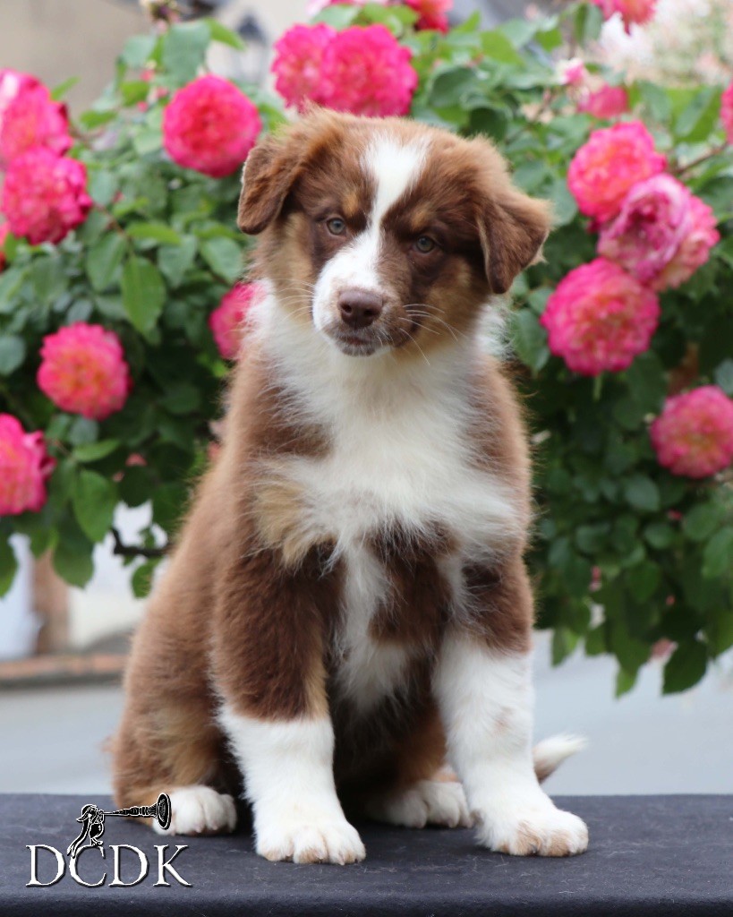 du chemin des korrigans - Chiots disponibles - Berger Australien