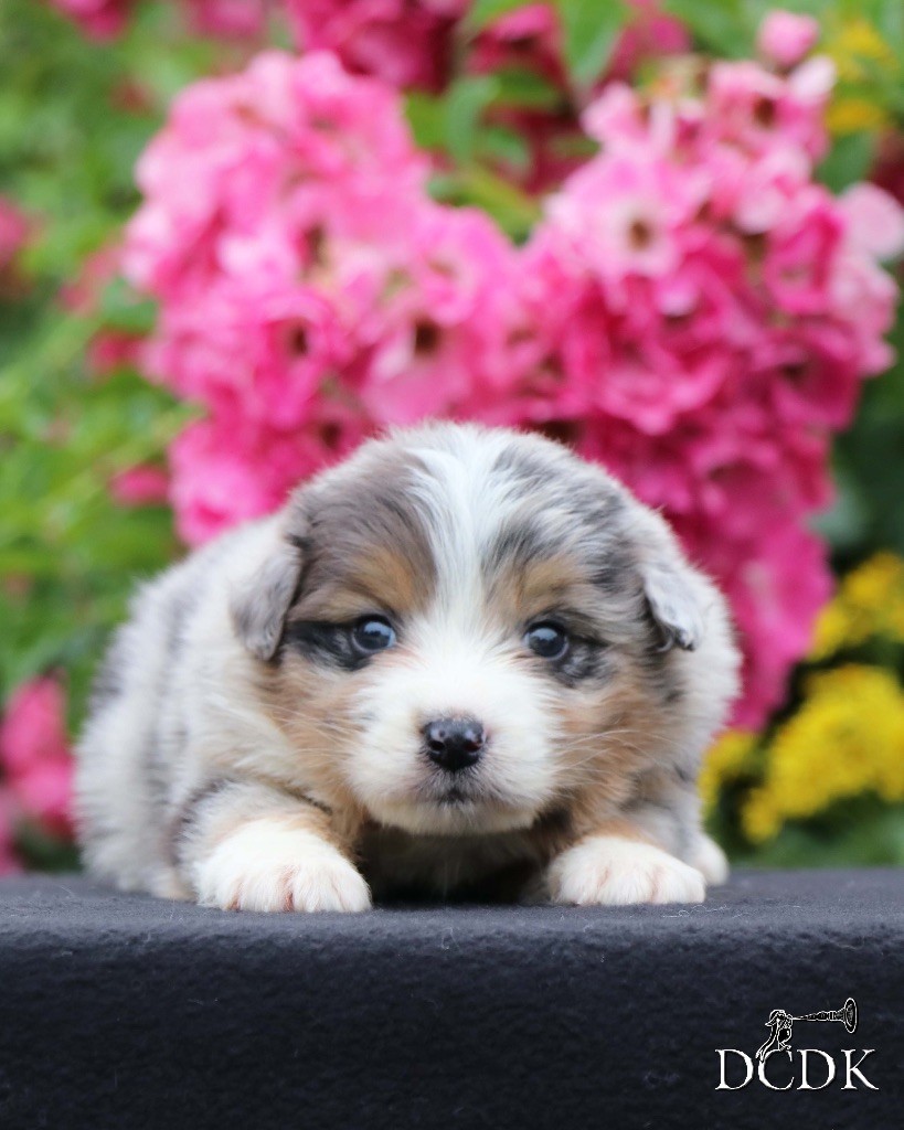 du chemin des korrigans - Chiots disponibles - Berger Australien