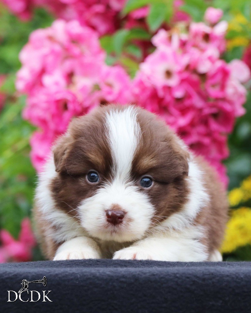 du chemin des korrigans - Chiots disponibles - Berger Australien