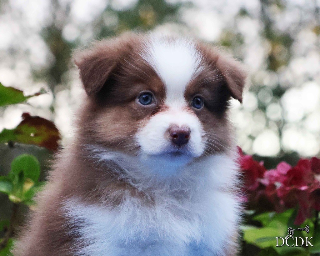 du chemin des korrigans - Chiots disponibles - Berger Australien