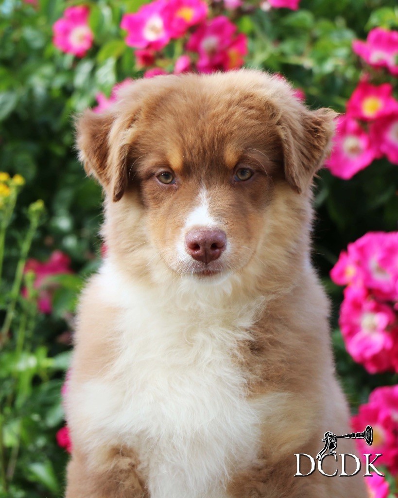 du chemin des korrigans - Chiots disponibles - Berger Australien