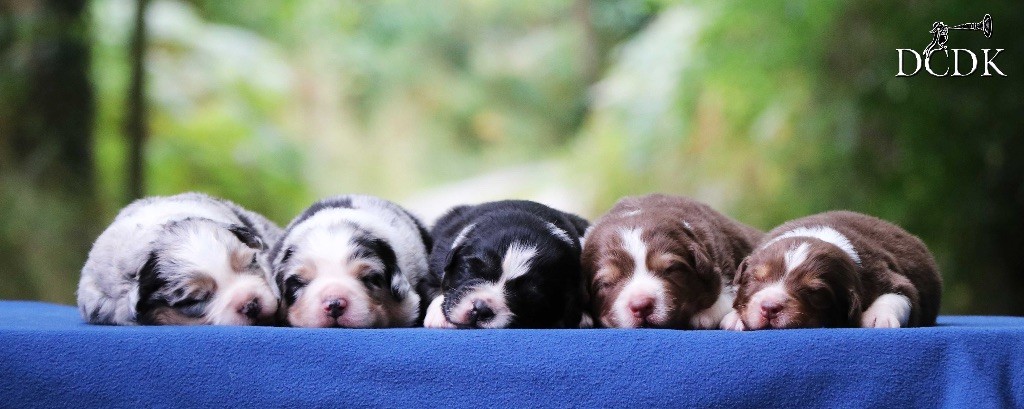 Chiot Berger Australien du chemin des korrigans