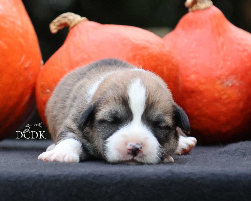 du chemin des korrigans - Chiots disponibles - Welsh Corgi Pembroke