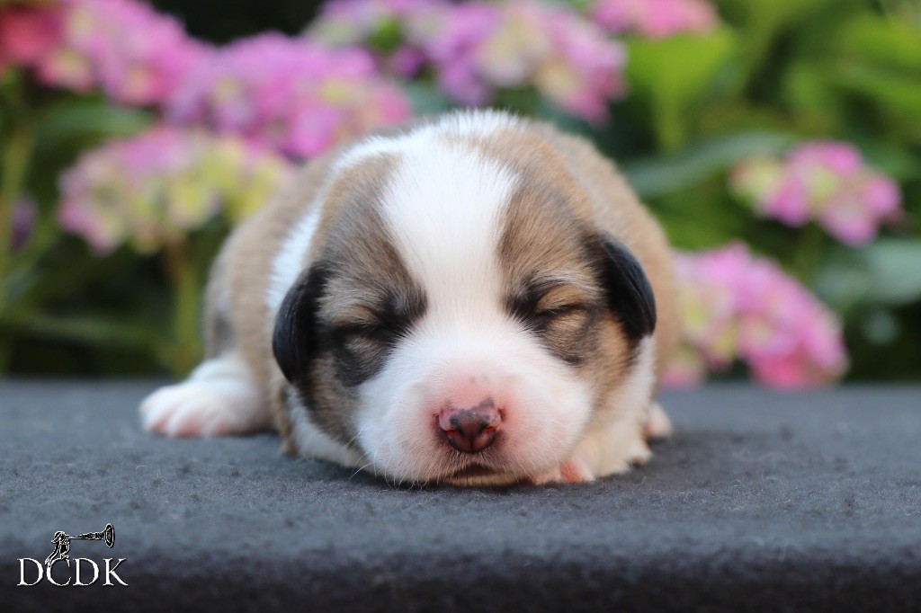 du chemin des korrigans - Chiots disponibles - Welsh Corgi Pembroke