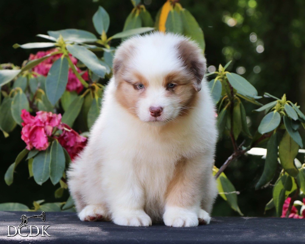 du chemin des korrigans - Chiots disponibles - Berger Australien