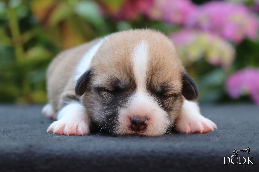 du chemin des korrigans - Chiots disponibles - Welsh Corgi Pembroke