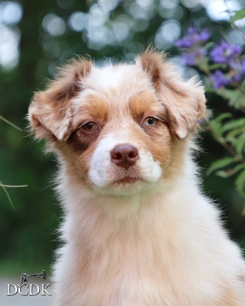 du chemin des korrigans - Chiots disponibles - Berger Australien