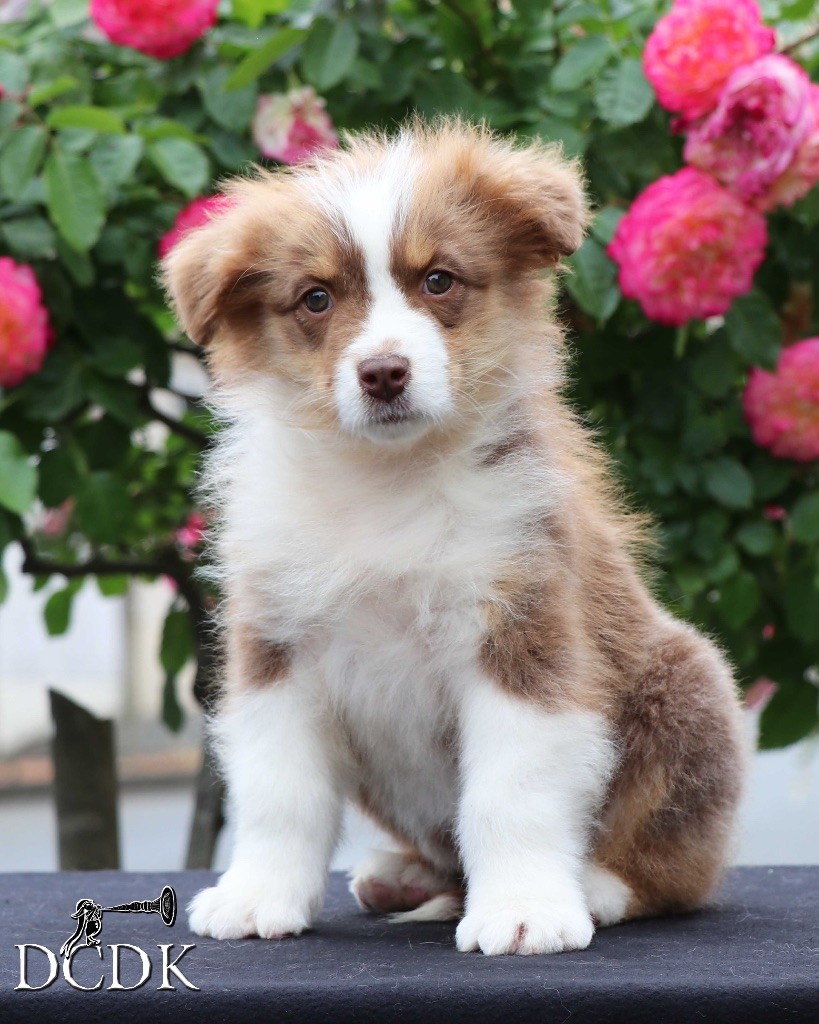 du chemin des korrigans - Chiots disponibles - Berger Australien