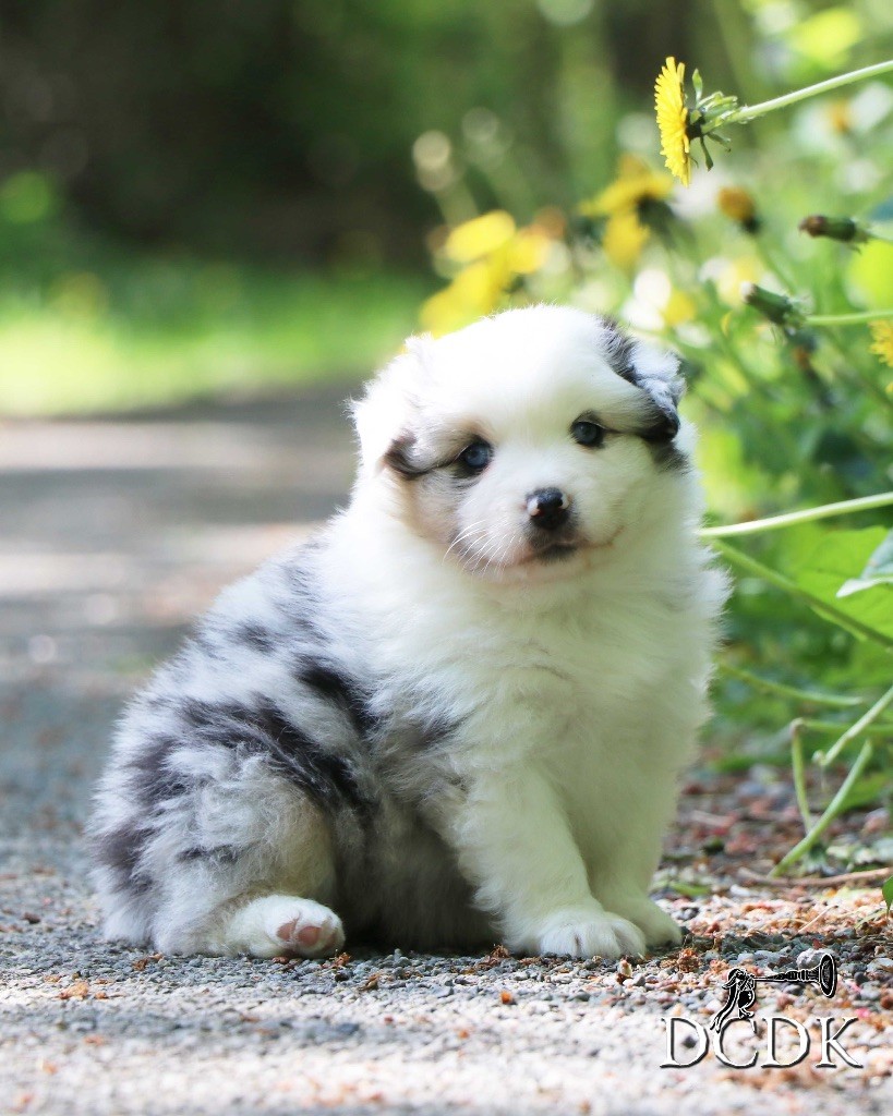 du chemin des korrigans - Chiots disponibles - Berger Américain Miniature 