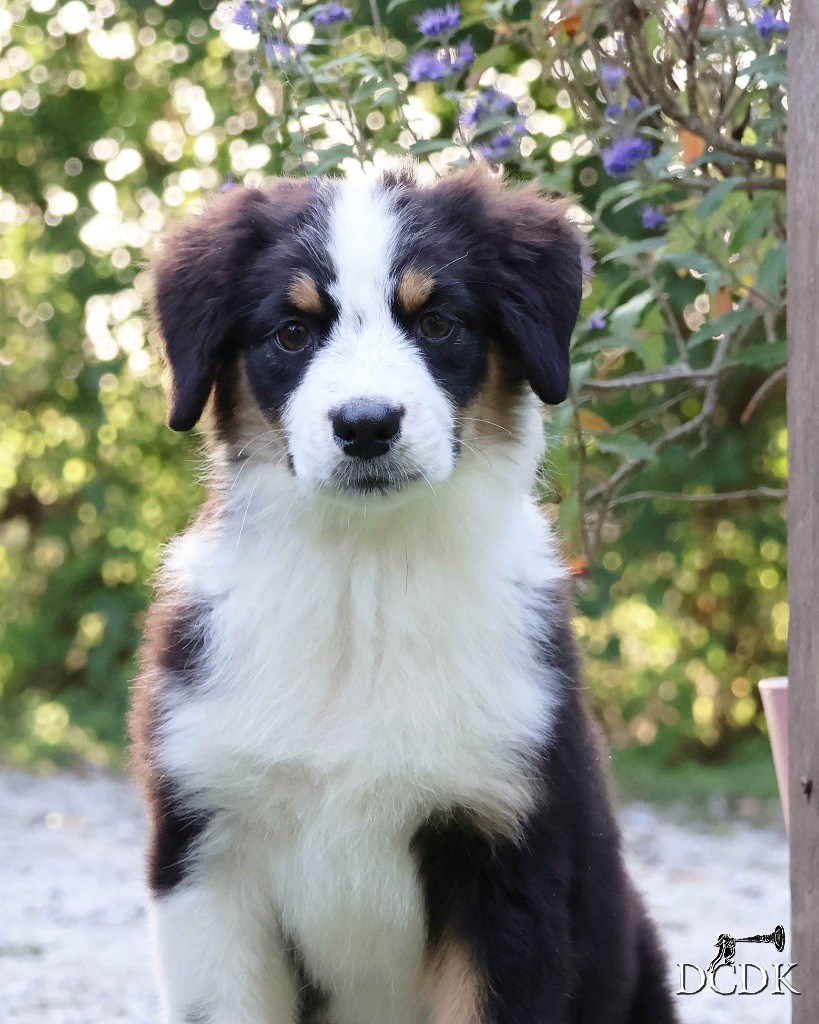 du chemin des korrigans - Chiots disponibles - Berger Australien