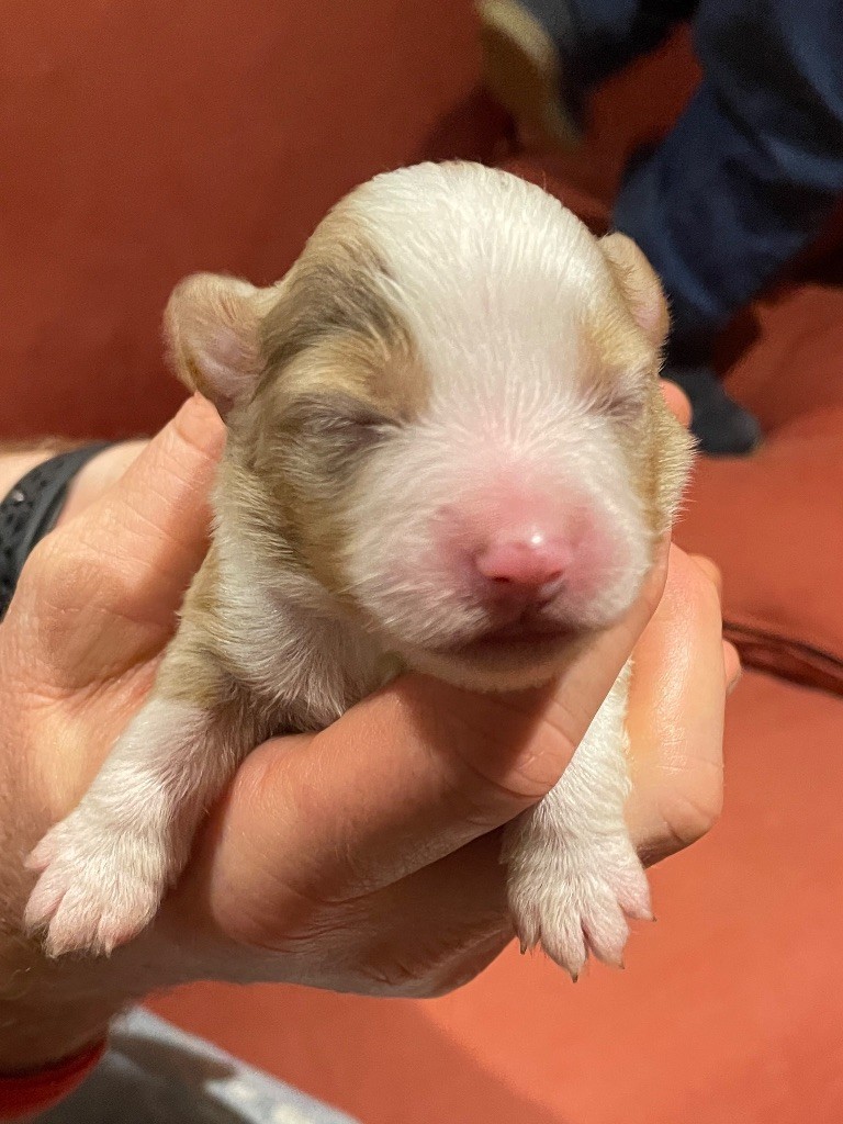 du chemin des korrigans - Chiots disponibles - Berger Américain Miniature 