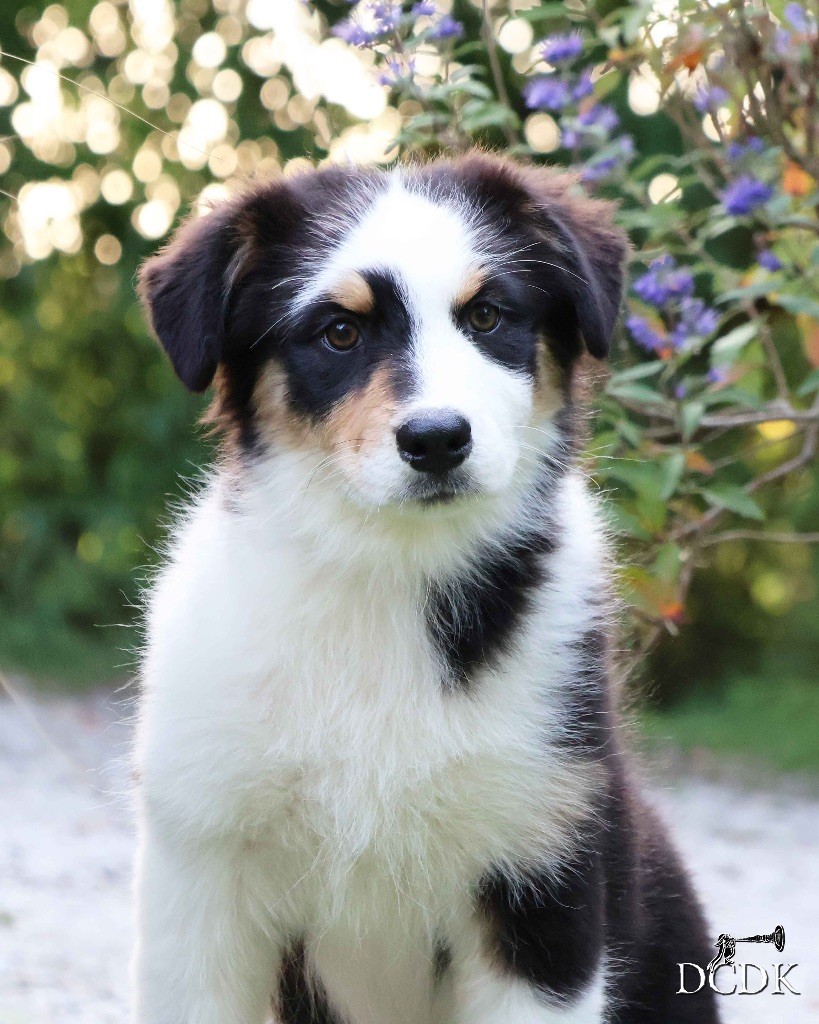 du chemin des korrigans - Chiots disponibles - Berger Australien