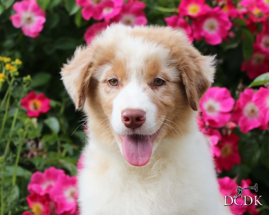 du chemin des korrigans - Chiots disponibles - Berger Australien