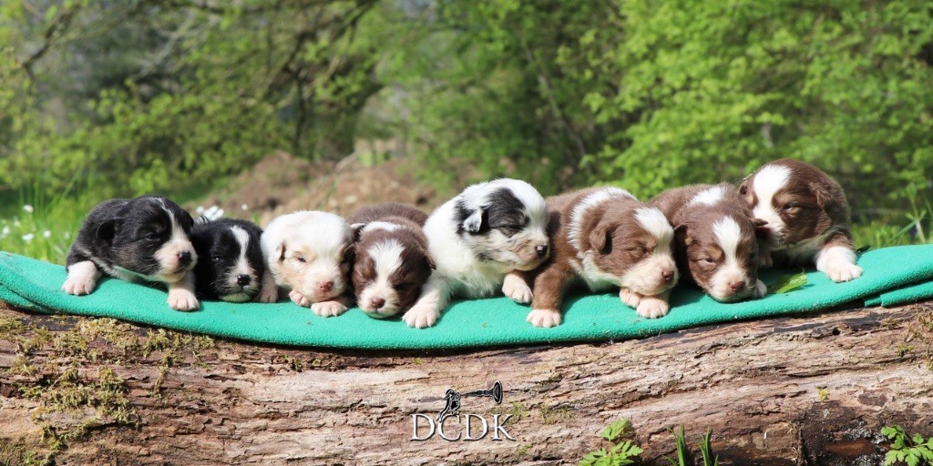 Chiot Berger Australien du chemin des korrigans