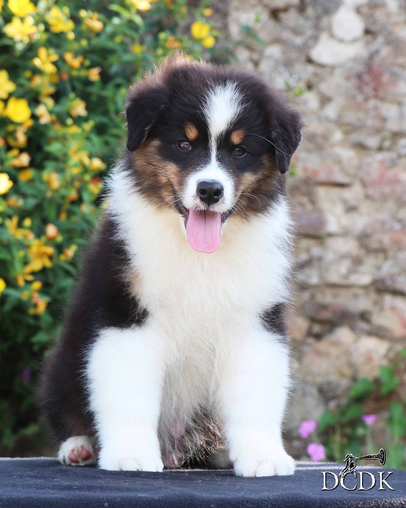 du chemin des korrigans - Chiots disponibles - Berger Australien