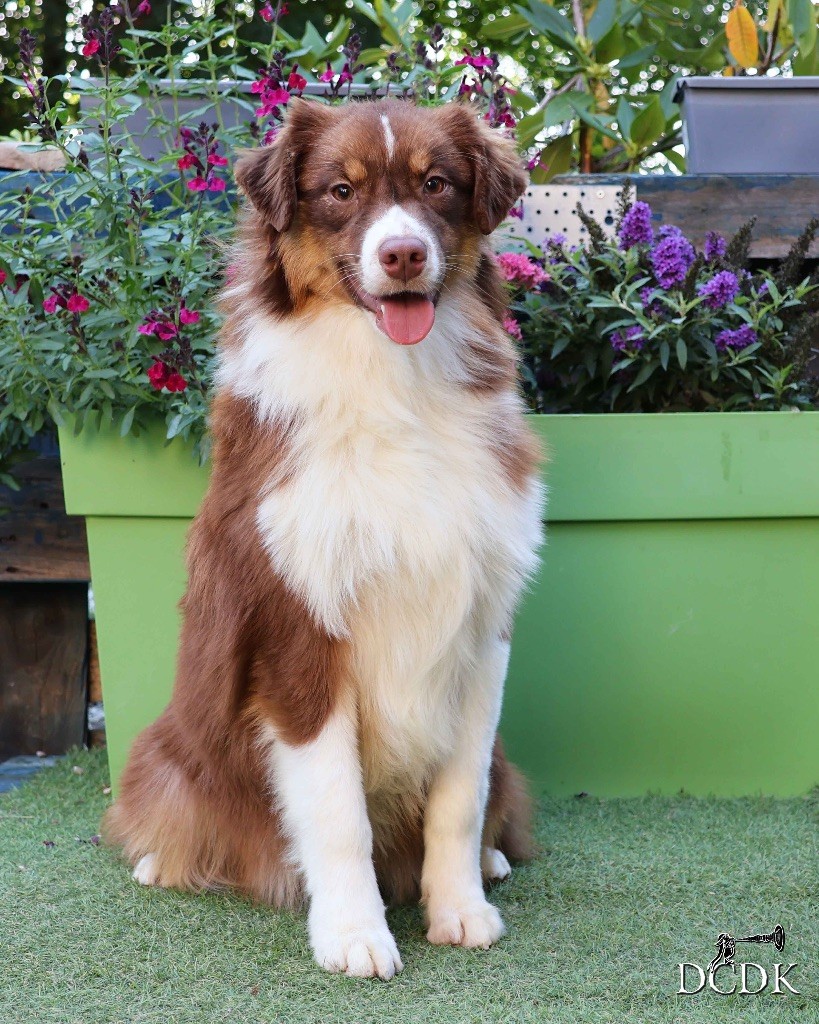 du chemin des korrigans - Chiots disponibles - Berger Australien