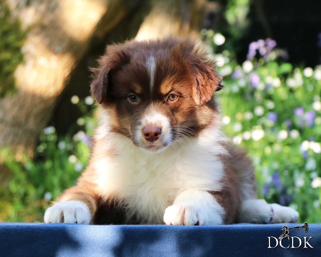 du chemin des korrigans - Chiots disponibles - Berger Australien