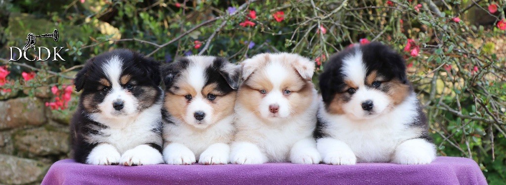 Chiot Berger Australien du chemin des korrigans