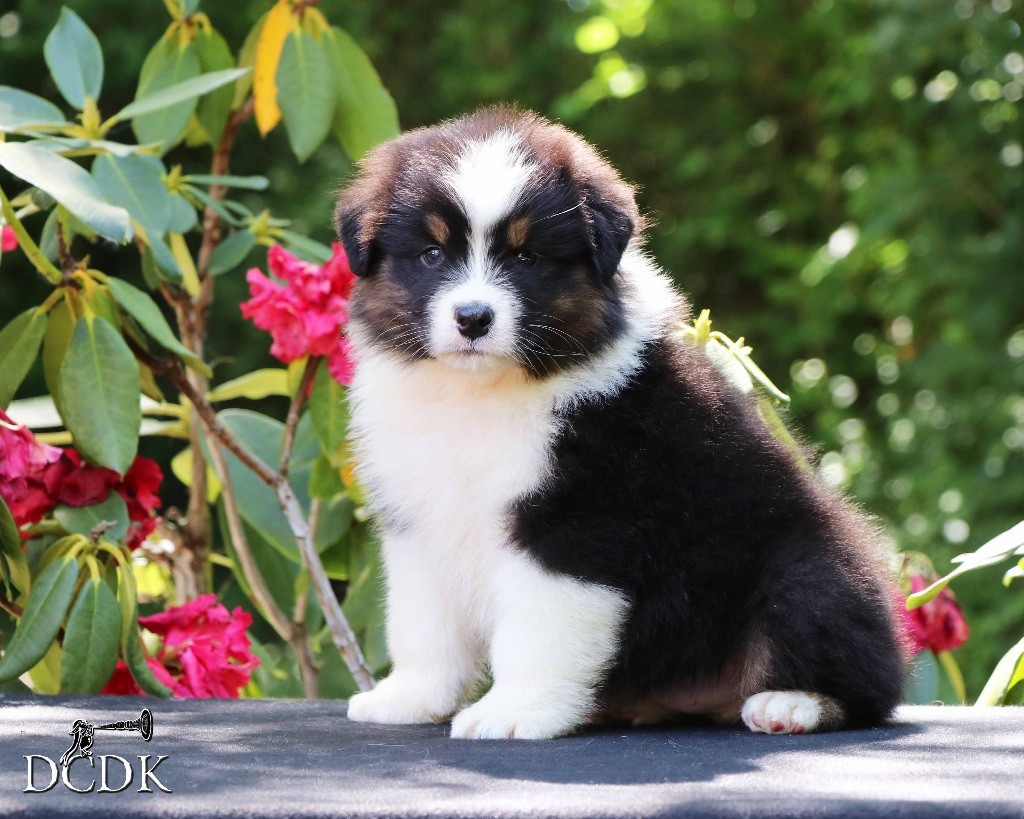du chemin des korrigans - Chiots disponibles - Berger Australien