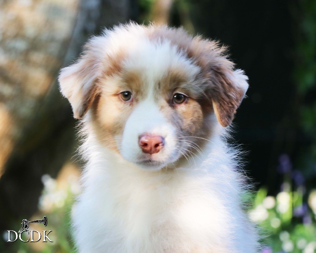 du chemin des korrigans - Chiots disponibles - Berger Australien