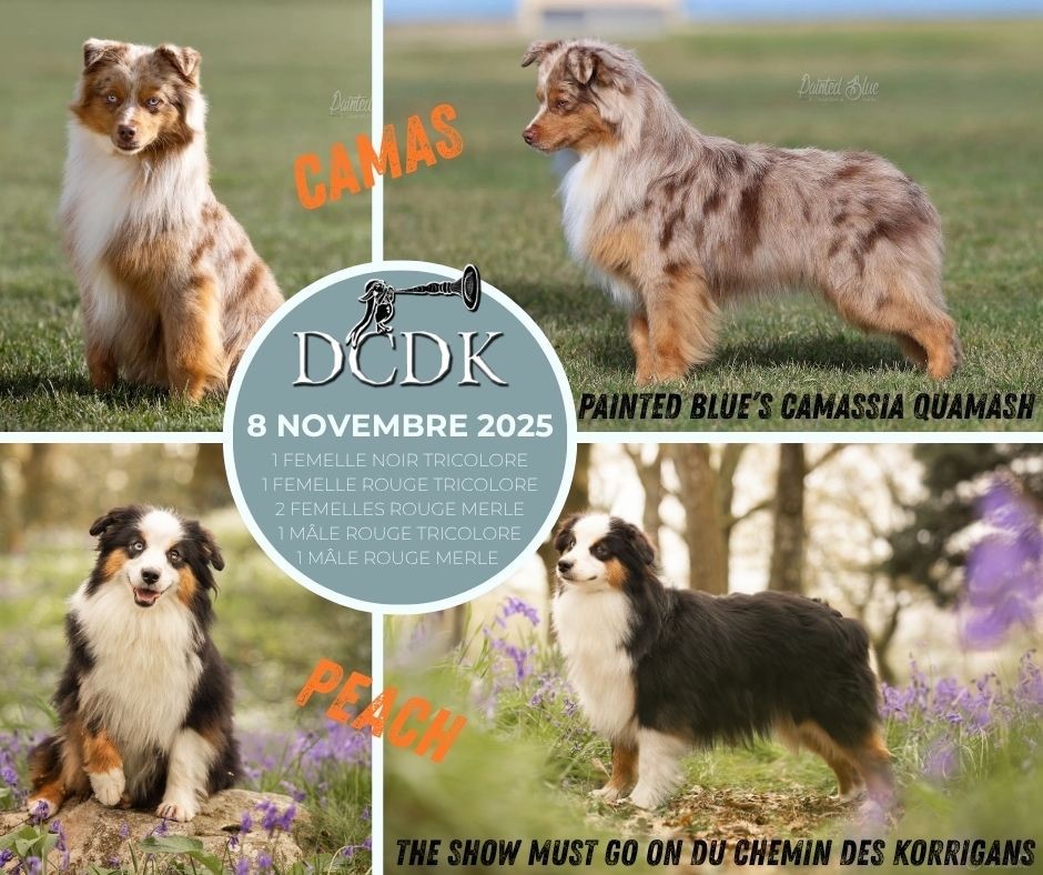 du chemin des korrigans - Berger Américain Miniature  - Portée née le 08/11/2025