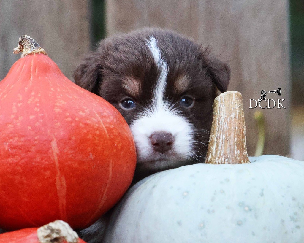 du chemin des korrigans - Chiots disponibles - Berger Australien