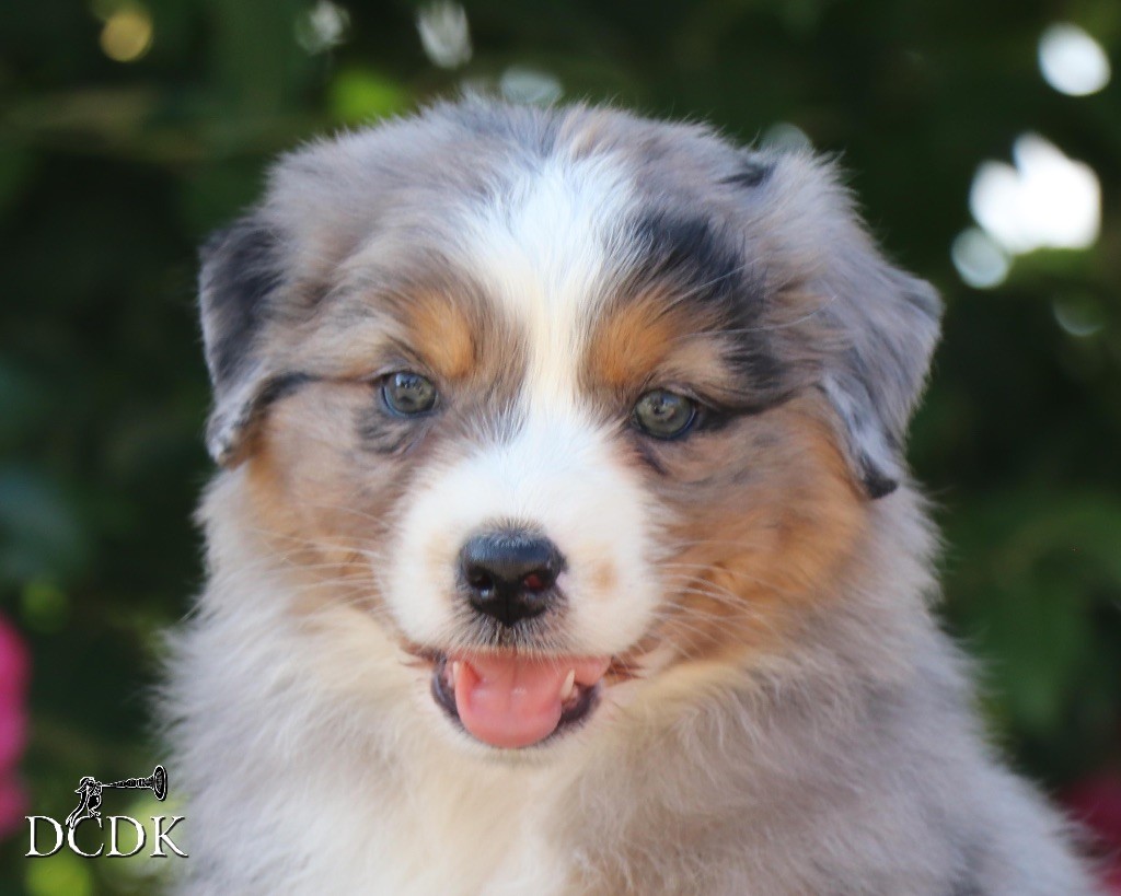 du chemin des korrigans - Chiots disponibles - Berger Australien