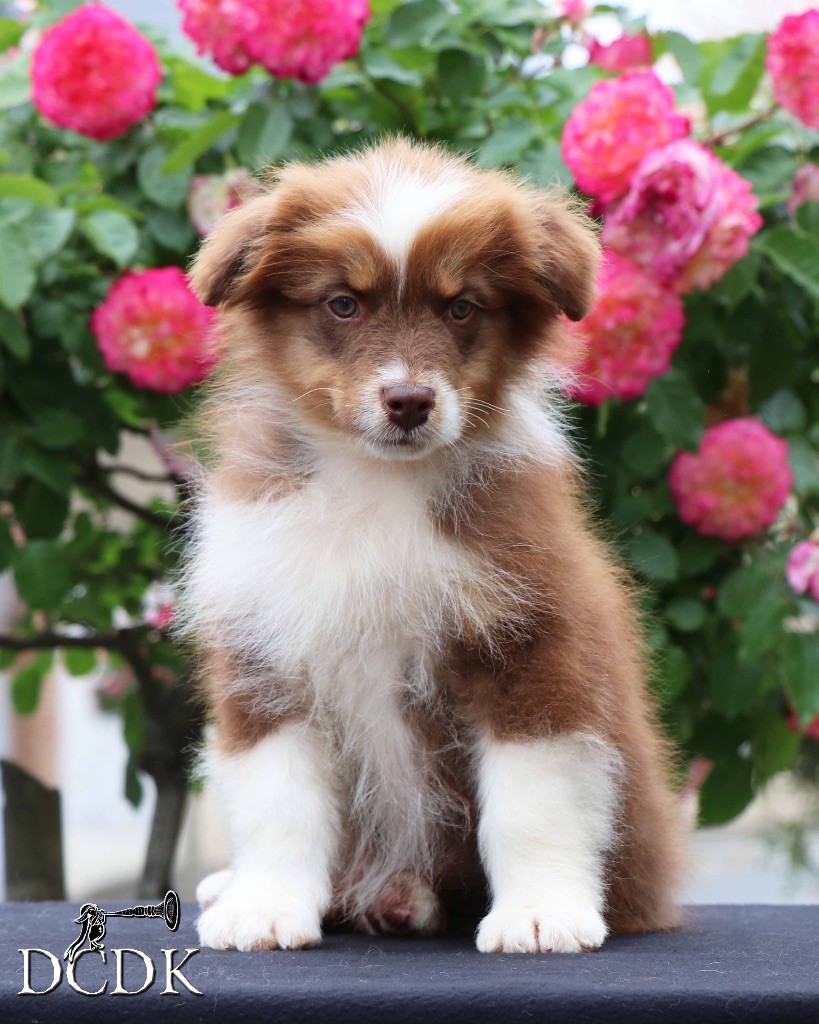 du chemin des korrigans - Chiots disponibles - Berger Australien