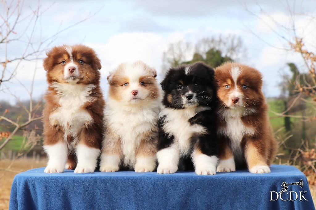 Chiot Berger Australien du chemin des korrigans