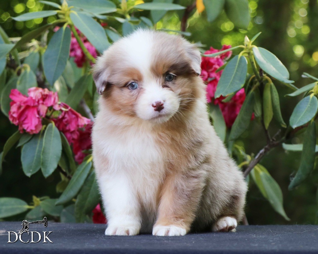 du chemin des korrigans - Chiots disponibles - Berger Australien