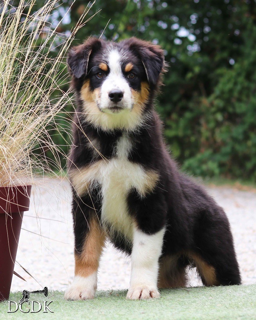 du chemin des korrigans - Chiots disponibles - Berger Australien