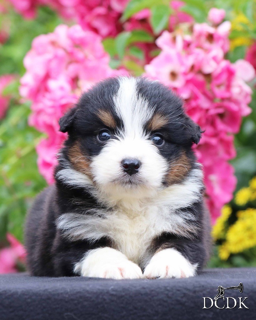 du chemin des korrigans - Chiots disponibles - Berger Australien