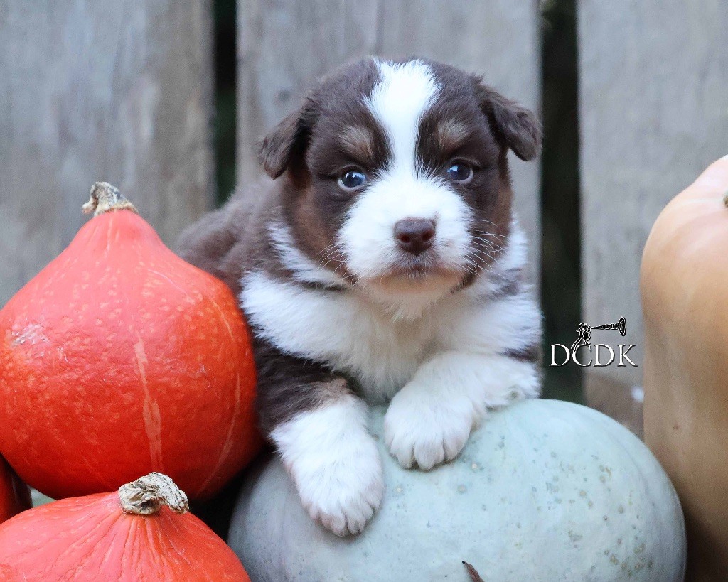 du chemin des korrigans - Chiots disponibles - Berger Australien