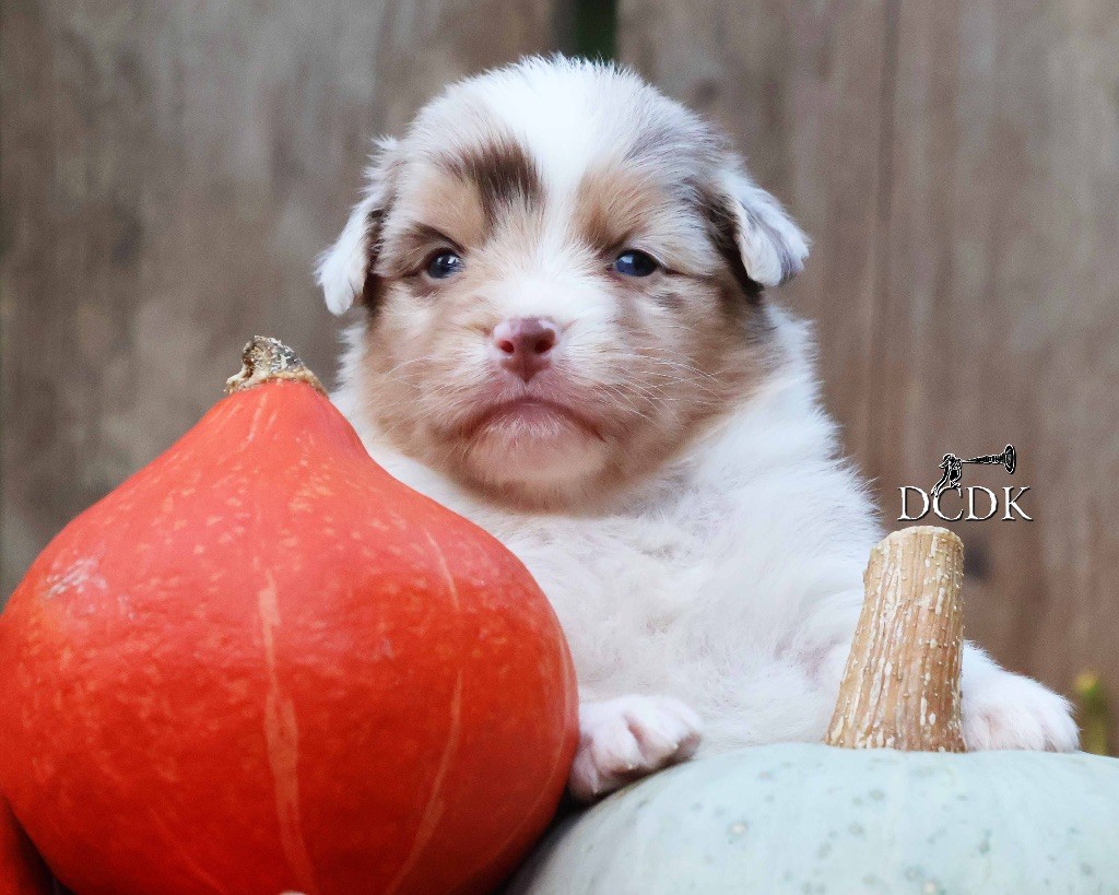 du chemin des korrigans - Chiots disponibles - Berger Australien