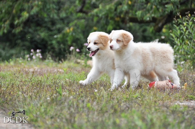 Chiot Berger Australien du chemin des korrigans