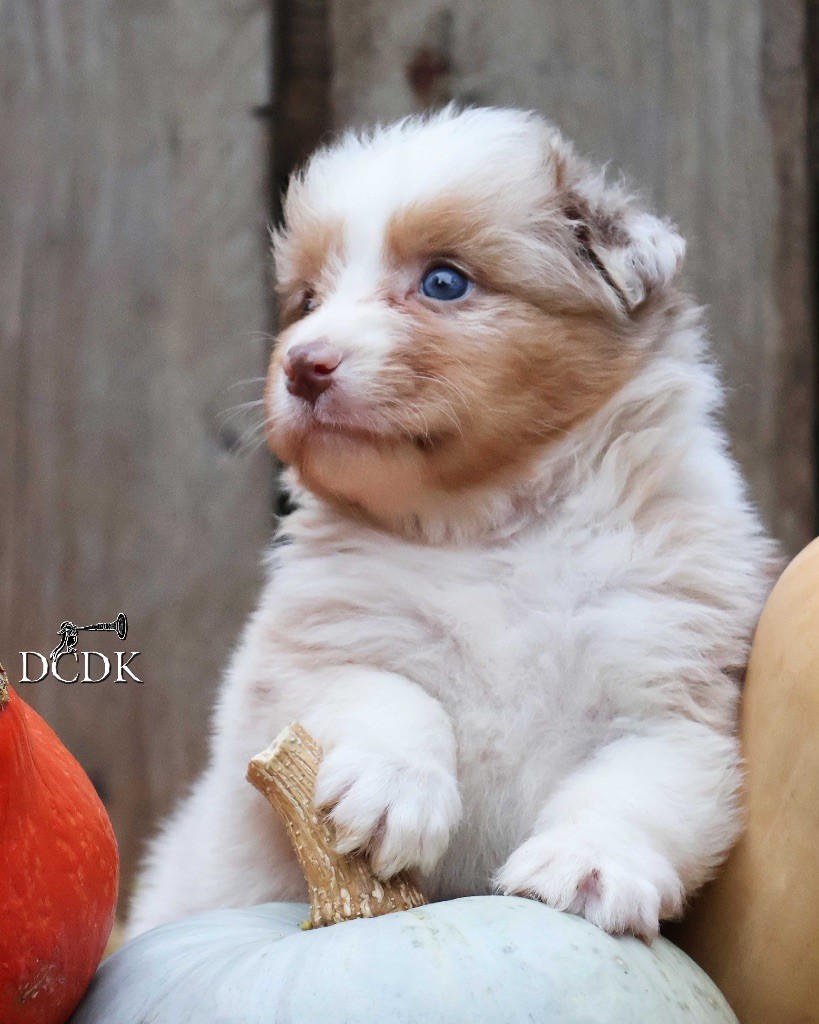 du chemin des korrigans - Chiots disponibles - Berger Australien