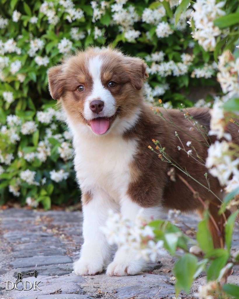 du chemin des korrigans - Chiots disponibles - Berger Australien