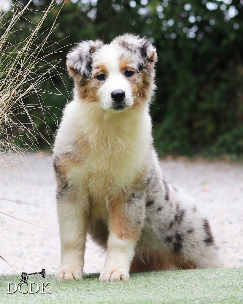 du chemin des korrigans - Chiots disponibles - Berger Australien