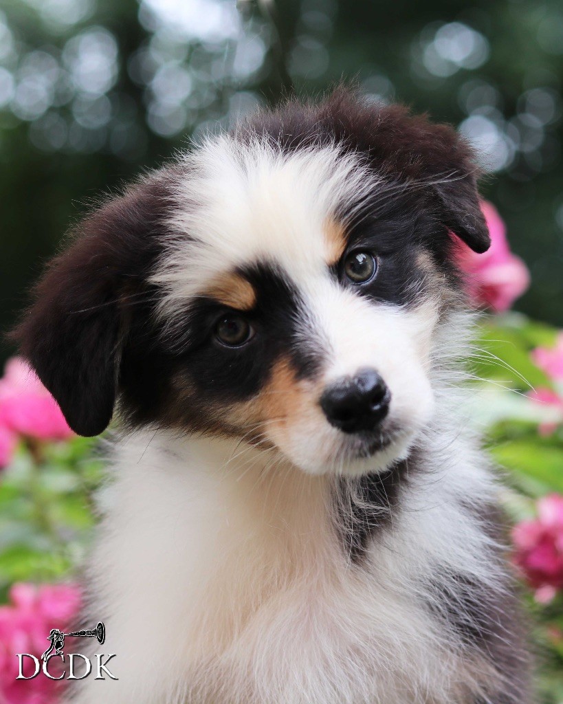 du chemin des korrigans - Chiots disponibles - Berger Australien