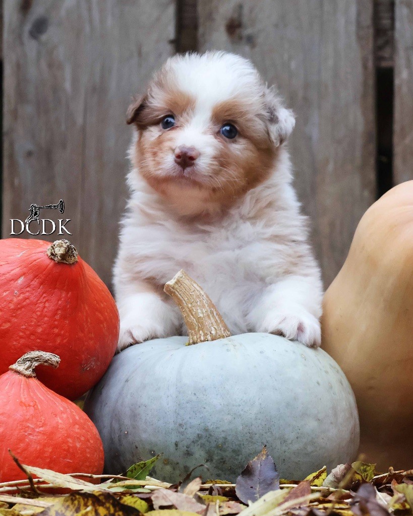 du chemin des korrigans - Chiots disponibles - Berger Australien