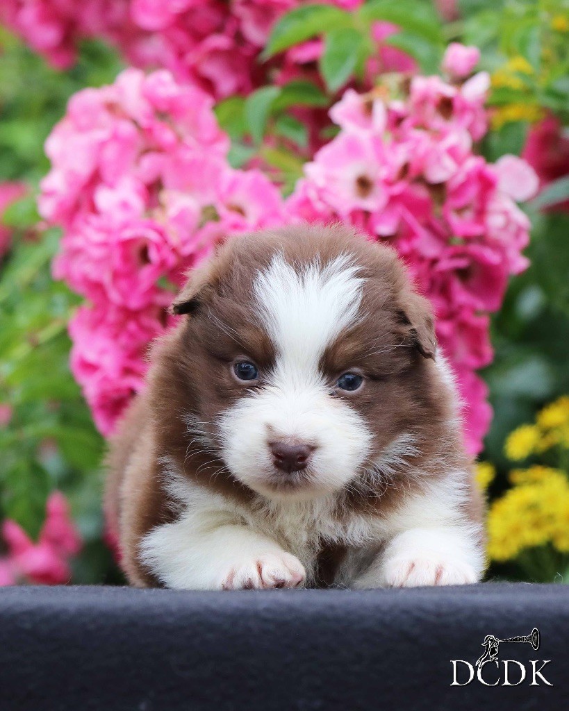 du chemin des korrigans - Chiots disponibles - Berger Australien