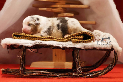 Femelle bleu merle queue longue