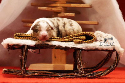 Mâle rouge merle queue longue 2