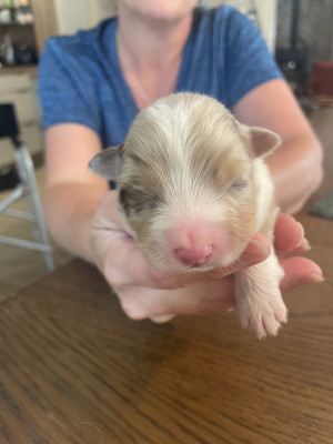 Femelle rouge merle
