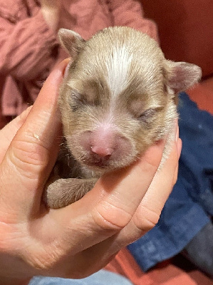 Femelle rouge merle queue longue 1