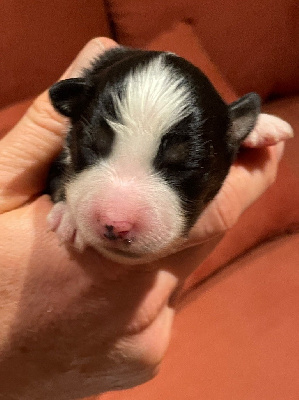 Femelle noir tricolore queue longue