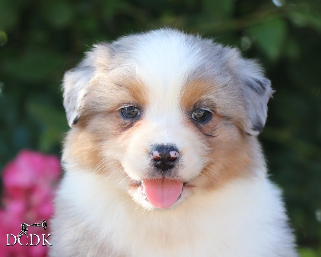 du chemin des korrigans - Chiots disponibles - Berger Australien