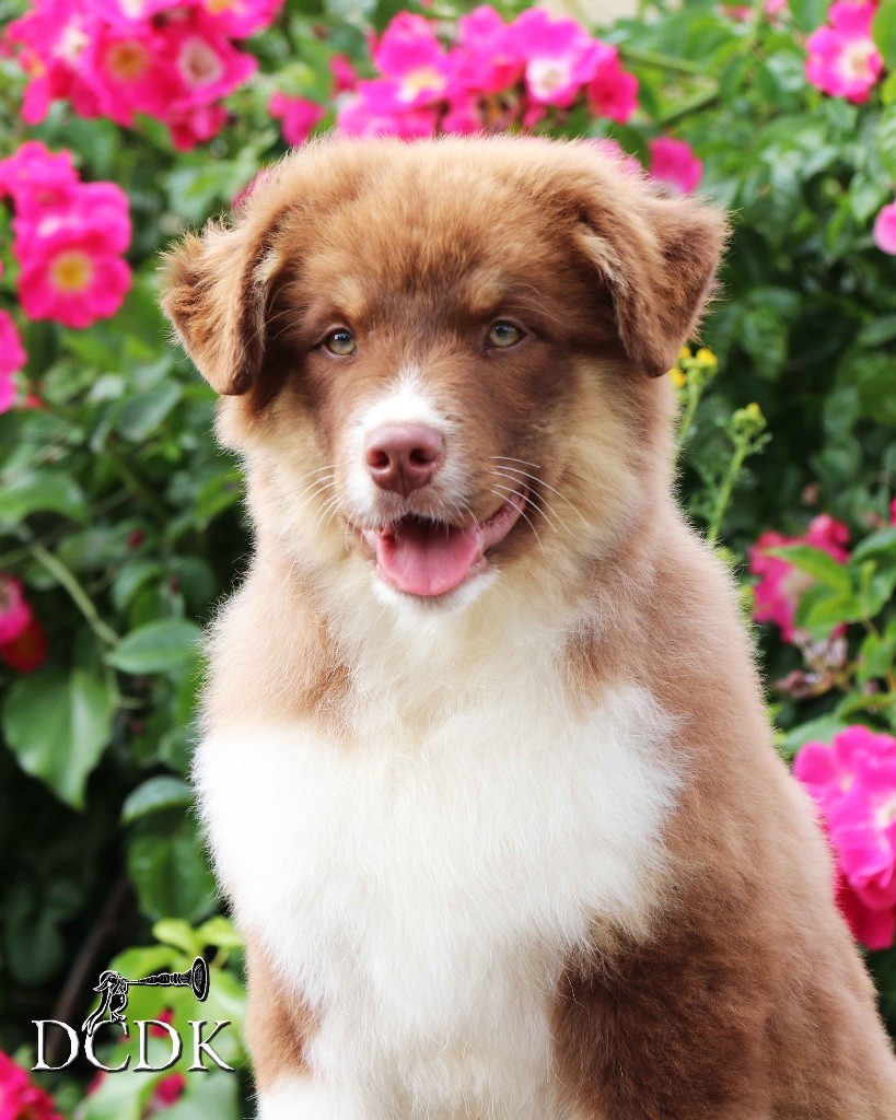 du chemin des korrigans - Chiots disponibles - Berger Australien