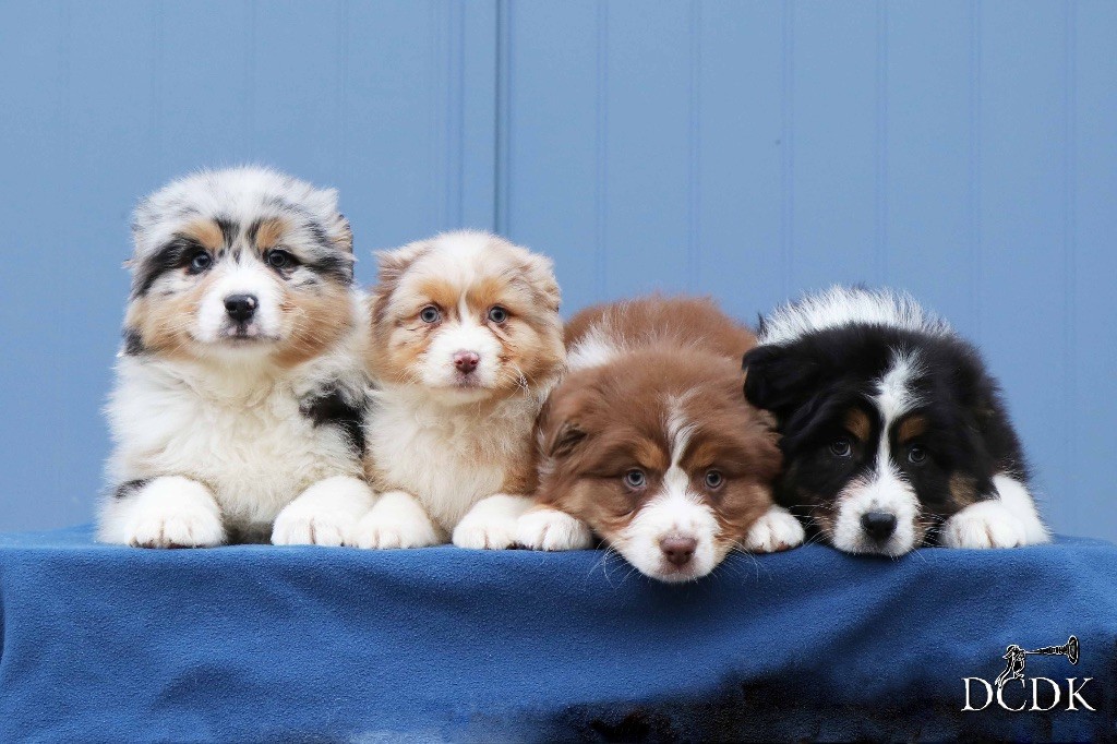 Chiot Berger Australien du chemin des korrigans
